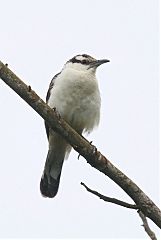 Bicolored Wren